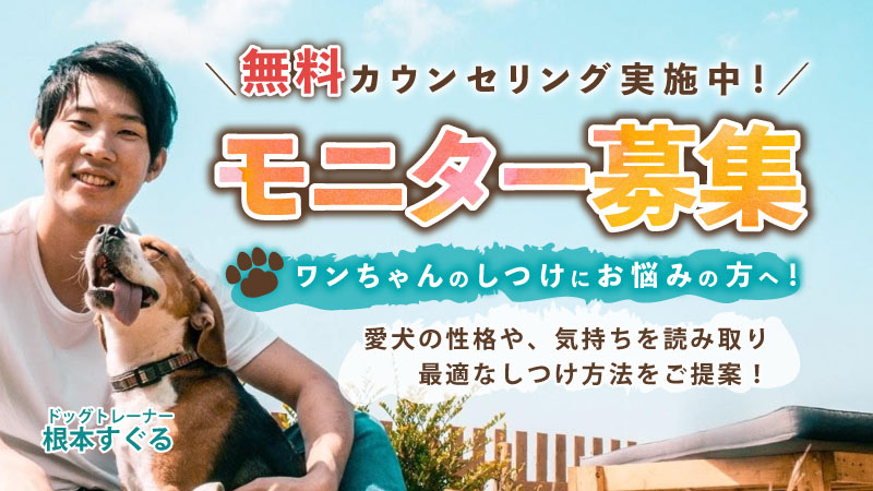 愛犬のトイレや吠え 噛み癖は治せる 無料カウンセリング実施中 犬をド真ん中に